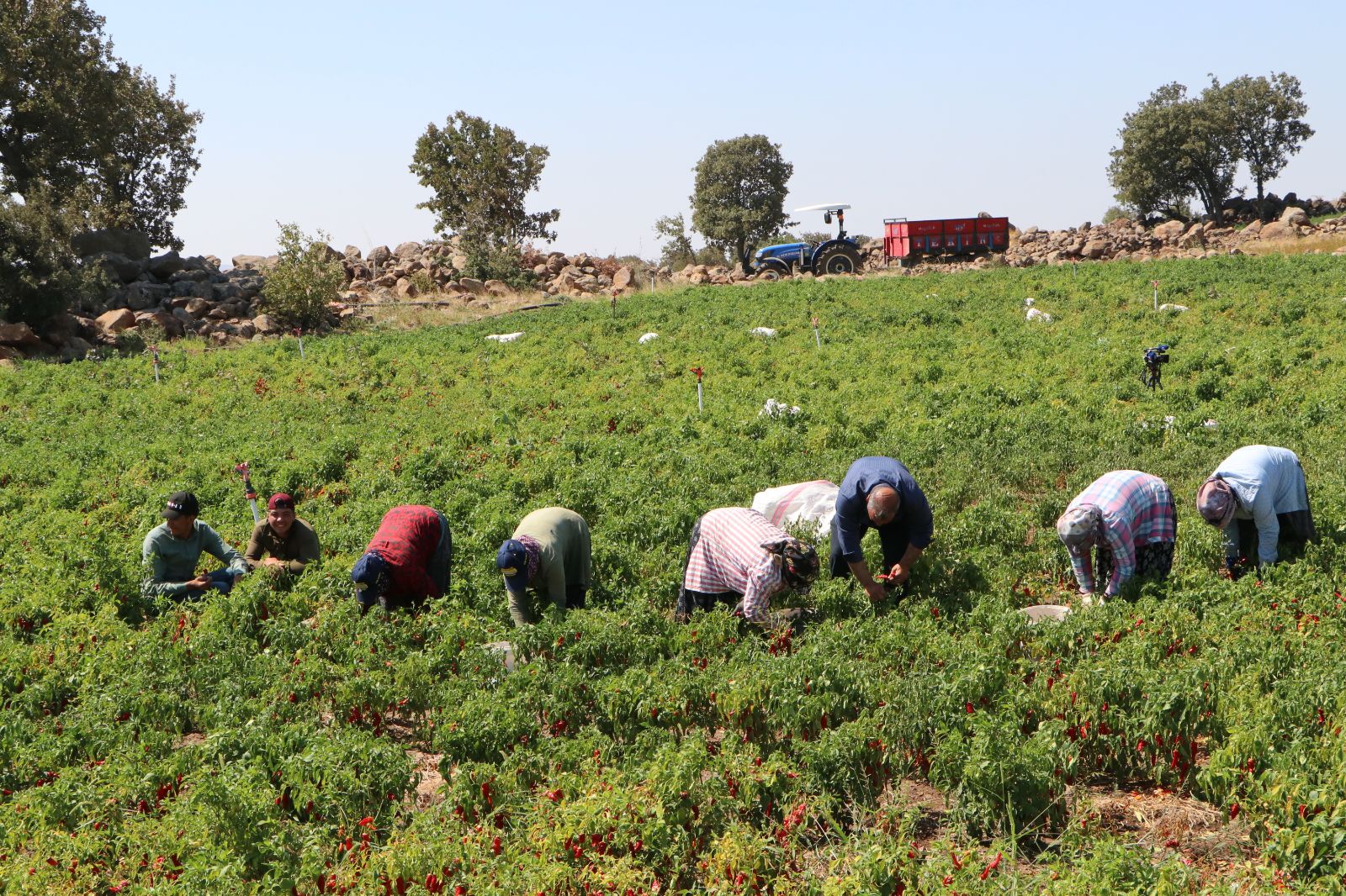 Sabah erken saatlerde hasat mesaisi başlıyor: 53 bin dekar alanda yetiştiriliyor
