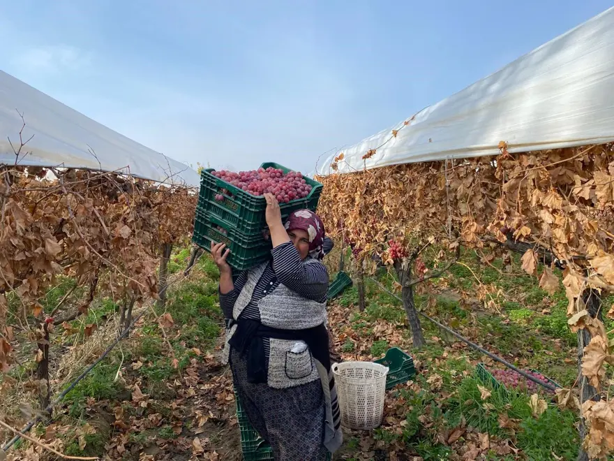 9 farklı çeşit üretiliyor: Yurdun dört bir köşesine gönderiliyor 3