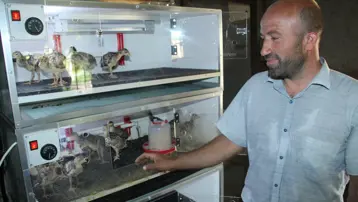 Çiftliği evine taşıdı, 8 kişilik ailesine bakıyor: Haftada 25-30 civciv üretiyor