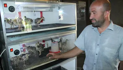 Çiftliği evine taşıdı, 8 kişilik ailesine bakıyor: Haftada 25-30 civciv üretiyor