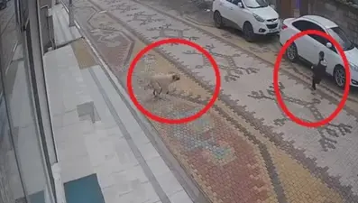 Köpeğin saldırısına uğrayan çocuğu esnaf kurtardı