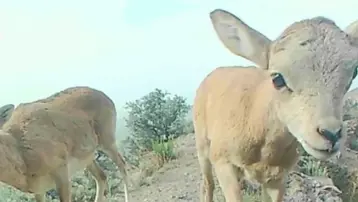 Muhteşem görüntüler. Anadolu yaban koyunları, fotokapana yansıdı
