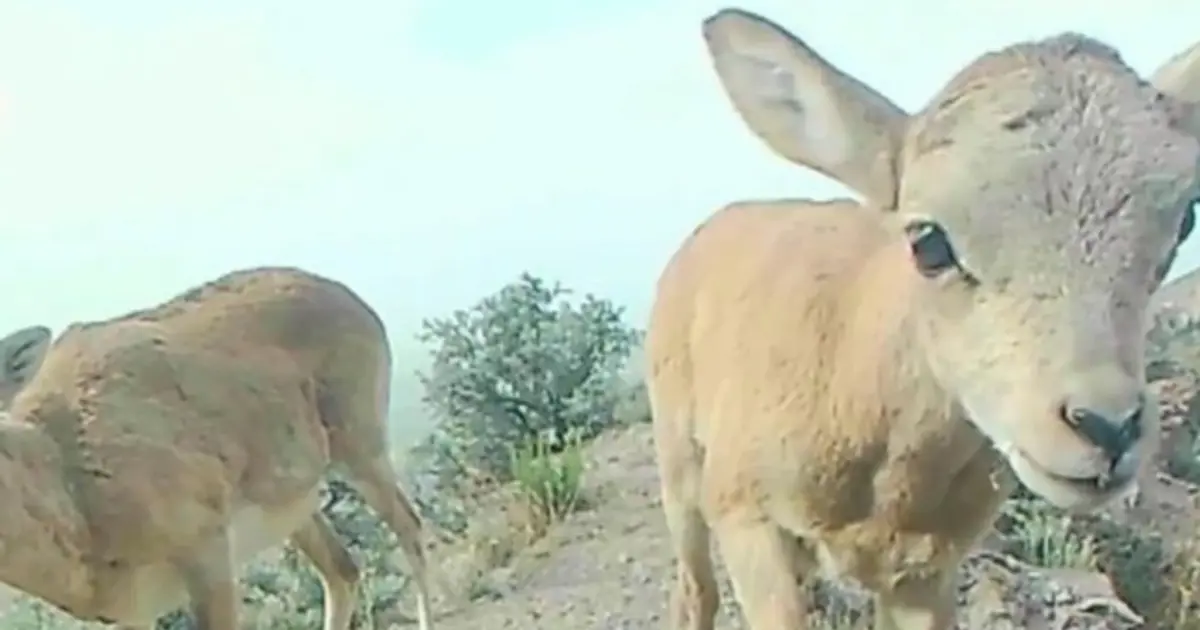 Muhteşem görüntüler. Anadolu yaban koyunları, fotokapana yansıdı