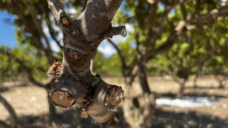 10 yıl önce dikilen sakız ağaçlarına ilk çizikler atıldı 