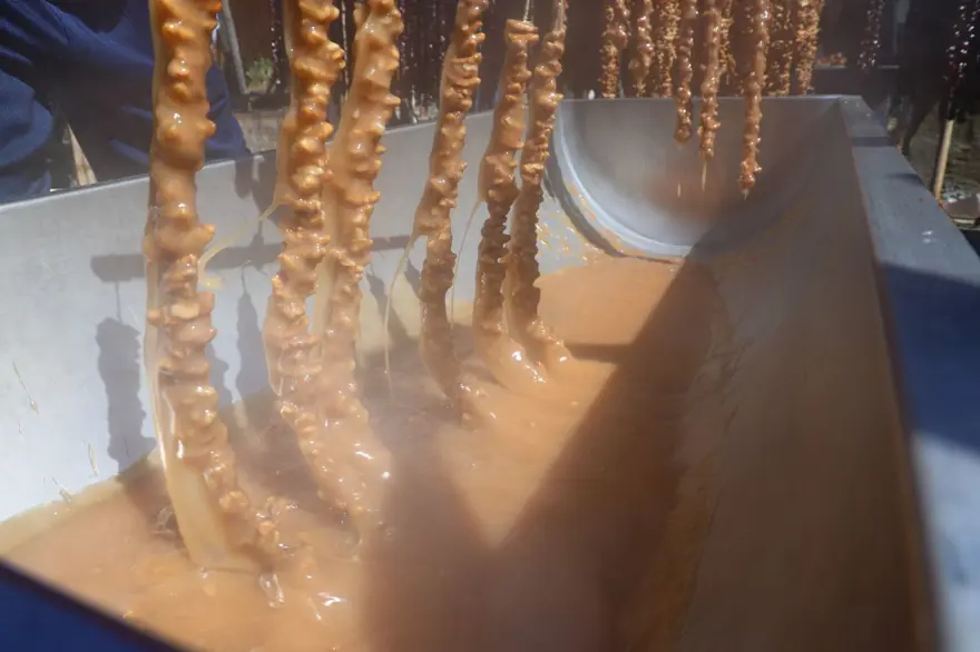 Orcik mesaisi başladı: Özel toprakla mayalanıyor 4