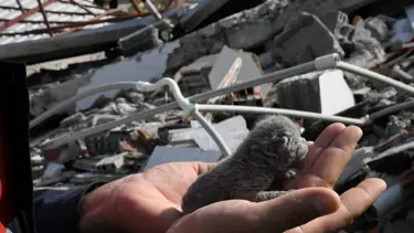 Deprem enkazından 5 günlük yavru kedi çıkarıldı