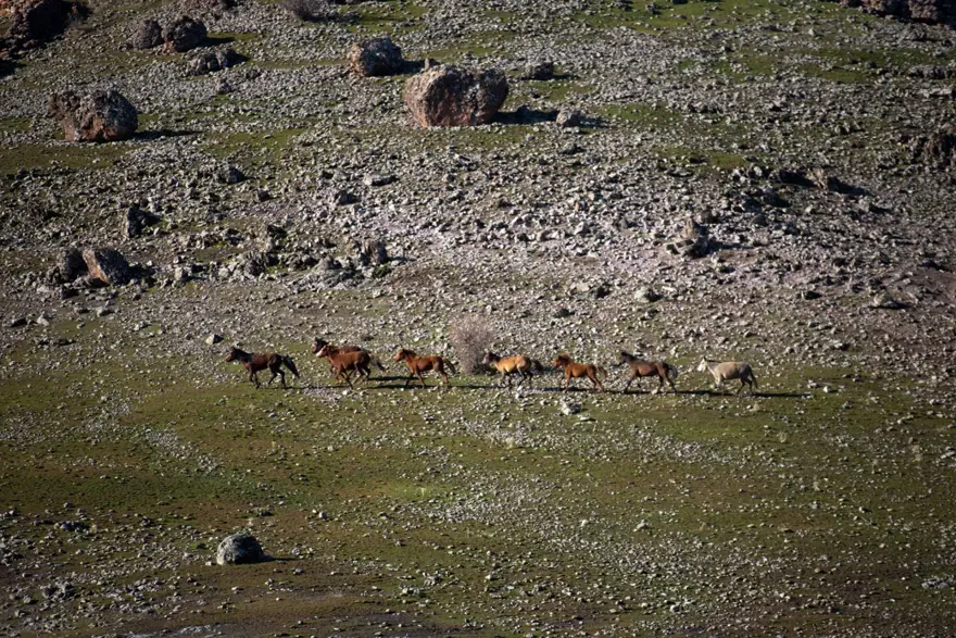 Tunceli'de karlı dağlardan inen yılkı atları, görsel şölen oluşturdu 6