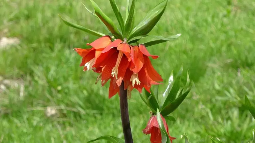 Yılın sadece 20 günü yaşıyor, başında nöbet tutuyorlar: Koparmanın cezası 244 bin lira! 5