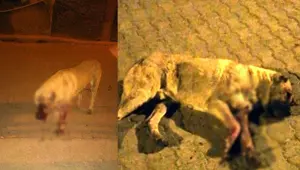 Silahla vurulan köpek tedaviye alındı