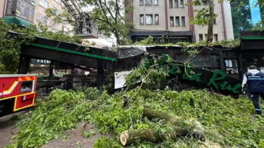 Çınar ağacı kafenin üzerine devrildi