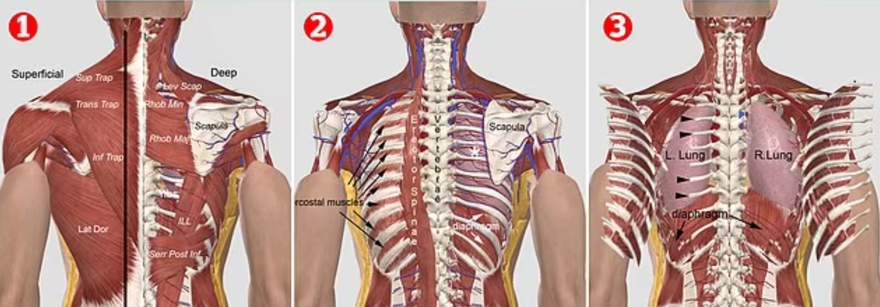 Vikinglerin kan donduran “kan kartalı” işkencesinin anatomik olarak mümkün olduğu kanıtlandı 5 Vikinglerin kan donduran “kan kartalı” işkencesinin anatomik olarak mümkün olduğu kanıtlandı 5