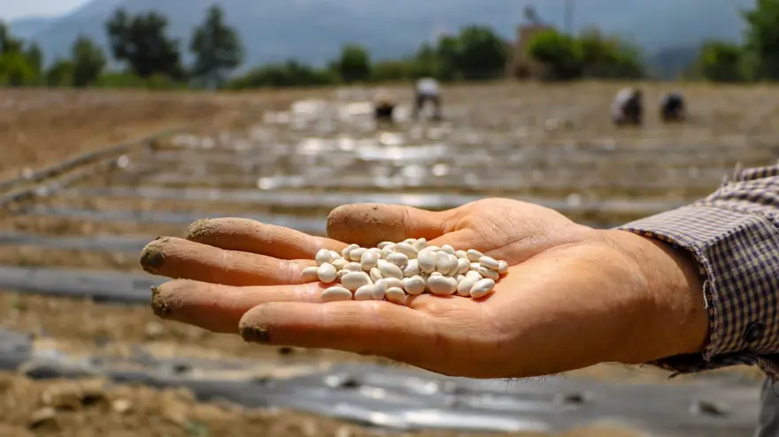 Yok olma tehlikesi yaşayan "Çandır fasulyesi"nin üretimi 15 kat arttı 8