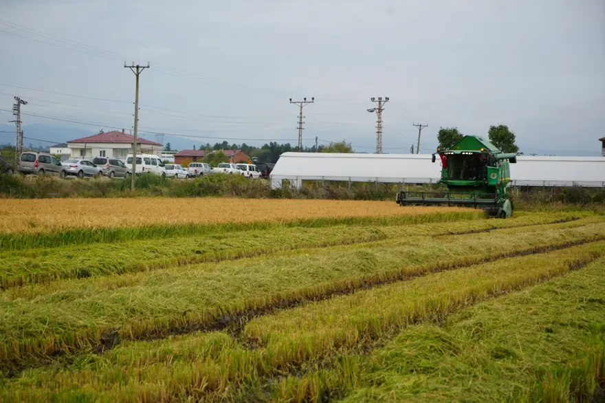 Türkiye’nin en verimli tarım ovalarından biri: Çeltik hasadı başladı 2 Türkiye’nin en verimli tarım ovalarından biri: Çeltik hasadı başladı 2