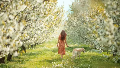 Sultandağı'nda kiraz bahçeleri göz kamaştırdı