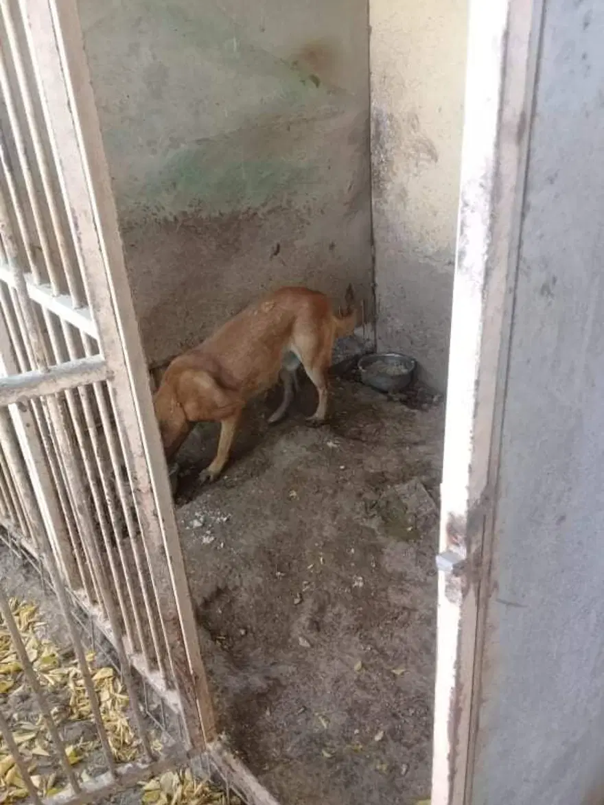Uygunsuz koşullarda köpek besleyen veterinere 34 bin lira ceza 2