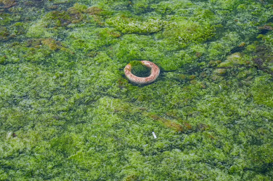 Balık ölümlerinden sonra şimdi de yosun kirliliği 9 Balık ölümlerinden sonra şimdi de yosun kirliliği 9