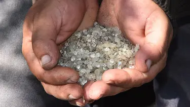 Alaçatı'daki sakız ağaçlarından 40 yıl sonra ilk hasat