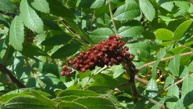 Sumak bitkisinden 80 milyon liralık gelir