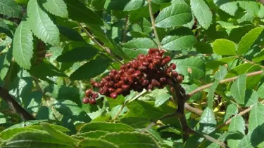 Sumak bitkisinden 80 milyon liralık gelir