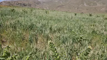 Aşırı soğuktan dolayı buğday başakları boş kaldı