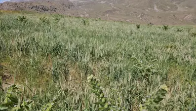 Aşırı soğuktan dolayı buğday başakları boş kaldı