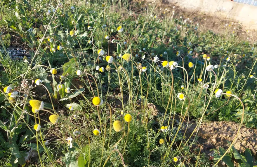Sıra dışı durum, çiftçiler endişeli. Zemheri papatyaları açtı 2