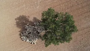 Ağaç gölgesinde dinlenen koyun sürüsü fotoğraflandı