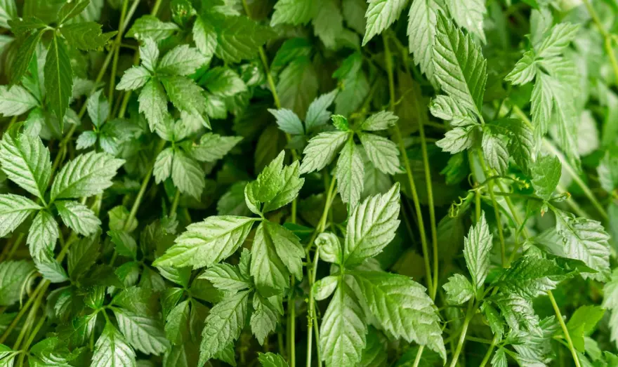 ''Ölümsüzlük otu'' olarak da biliniyor: İç hastalıkları uzmanı ısrarla tavsiye etti 3 ''Ölümsüzlük otu'' olarak da biliniyor: İç hastalıkları uzmanı ısrarla tavsiye etti 3