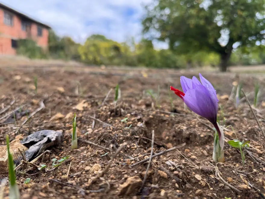 Dünyanın en pahalı baharatı: UNESCO Dünya Mirası Listesi'nde 6 Dünyanın en pahalı baharatı: UNESCO Dünya Mirası Listesi'nde 6