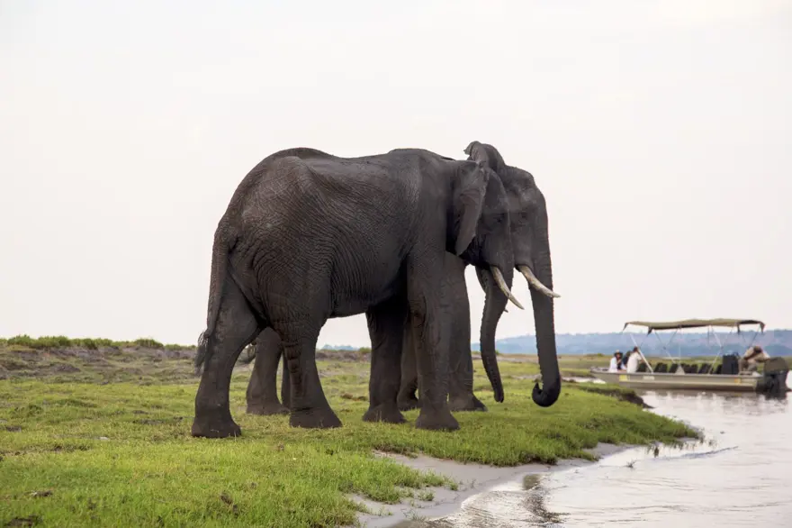 Afrika'nın fil cenneti: Chobe Ulusal Parkı 2