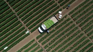 Çiftçilere 1,3 milyar liralık tarımsal destekleme ödemesi bugün