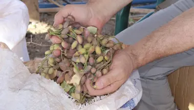 Aşırı sıcaklar yeşil altını yaktı! Fiyatı fırlayacak