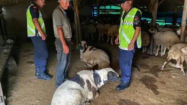 Kırşehir'de çalıntı küçükbaş operasyonu: Hem karadan hem dron ile arandı