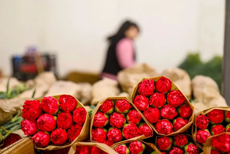 Sevgililer günü telaşı başladı: Antalya'dan 30 ülkeye çiçek ihracatı! En çok kırmızı karanfil satıldı 7