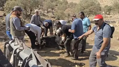 500 kiloluk ineğin ayağı kırıldı: 2 kilometre taşıdılar