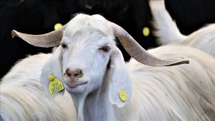 Bayram tatili ne zaman başlıyor ve bitiyor? (2023 Kurban Bayramı tatil takvimi) Bayram tatili ne zaman başlıyor ve bitiyor? (2023 Kurban Bayramı tatil takvimi)