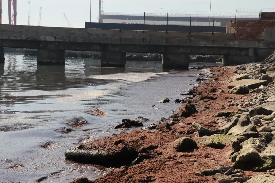 Tekirdağ'da sahilin bir kısmına kırmızı yosun birikti 2