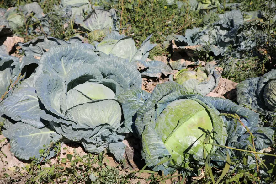 500 çiftçinin emeği tescillendi! Van'ın gururu "Erciş lahanası" oldu 4