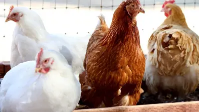Tavuk eti üretimi arttı