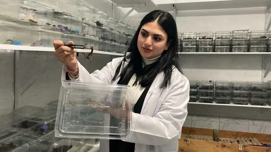 MAVİ AKREP UV'DE PARLIYOR 1