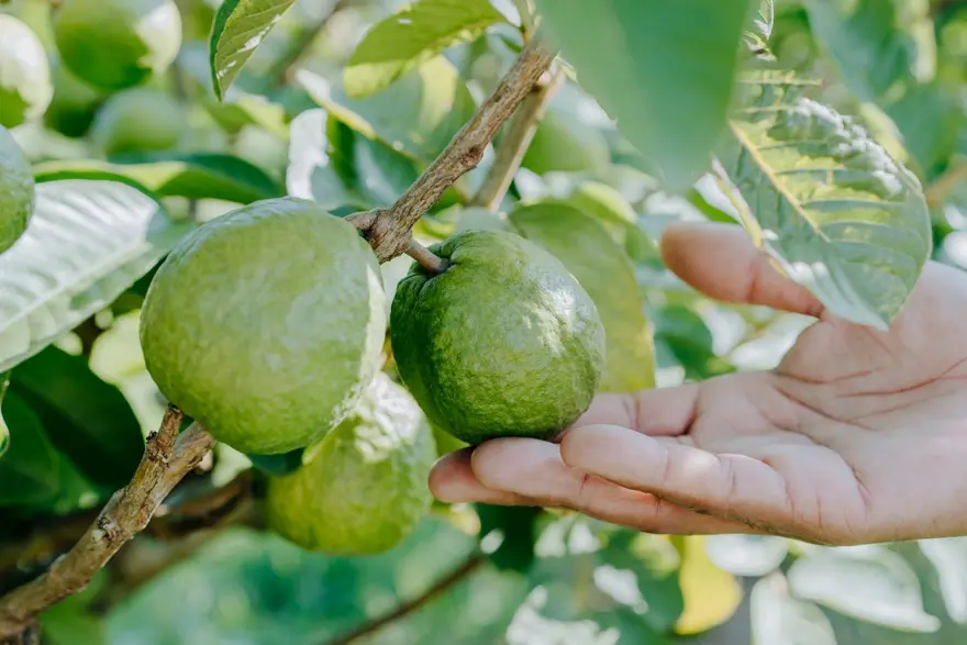 Guava ve Amla: Hangisi daha fazla C vitamini içerir? 1