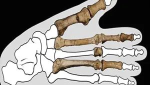 3.4 milyon yıllık kemikler