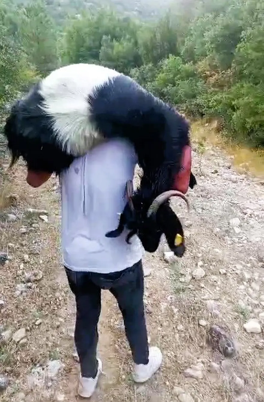 Denizli'de vahşet: 10 keçiyi kurşuna dizdiler 5 Denizli'de vahşet: 10 keçiyi kurşuna dizdiler 5