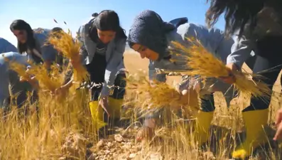 Susuz tarım ile ata tohumlarını yetiştirdi