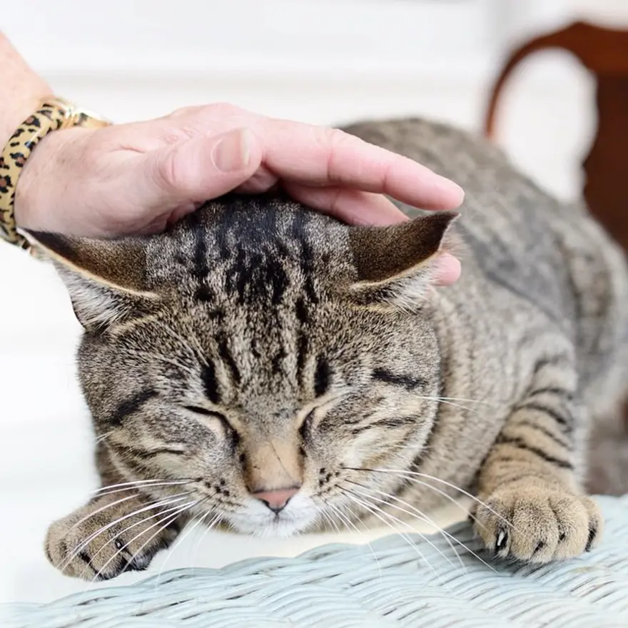 Hayatını kedileri kurtarmaya adadı 141