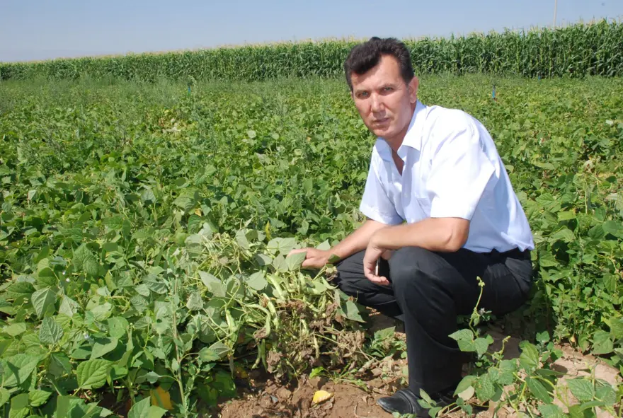 Sofraların altını olarak biliniyor: Rekolte beklentisi 52 bin ton 4 Sofraların altını olarak biliniyor: Rekolte beklentisi 52 bin ton 4