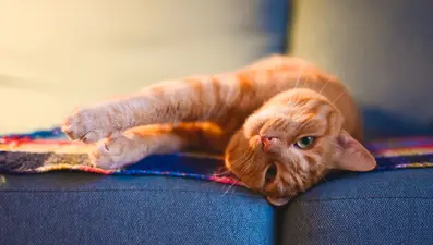 Turuncu kediler neden çoğunlukla erkek?