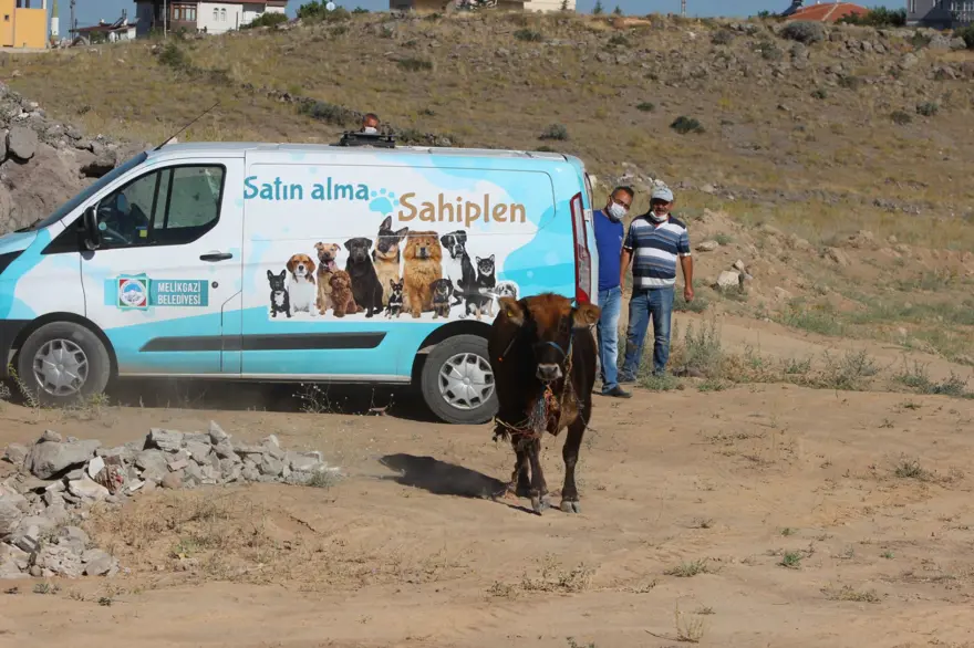 Kaçan dana ortalığı birbirine kattı: Gel kurban olduğum 5