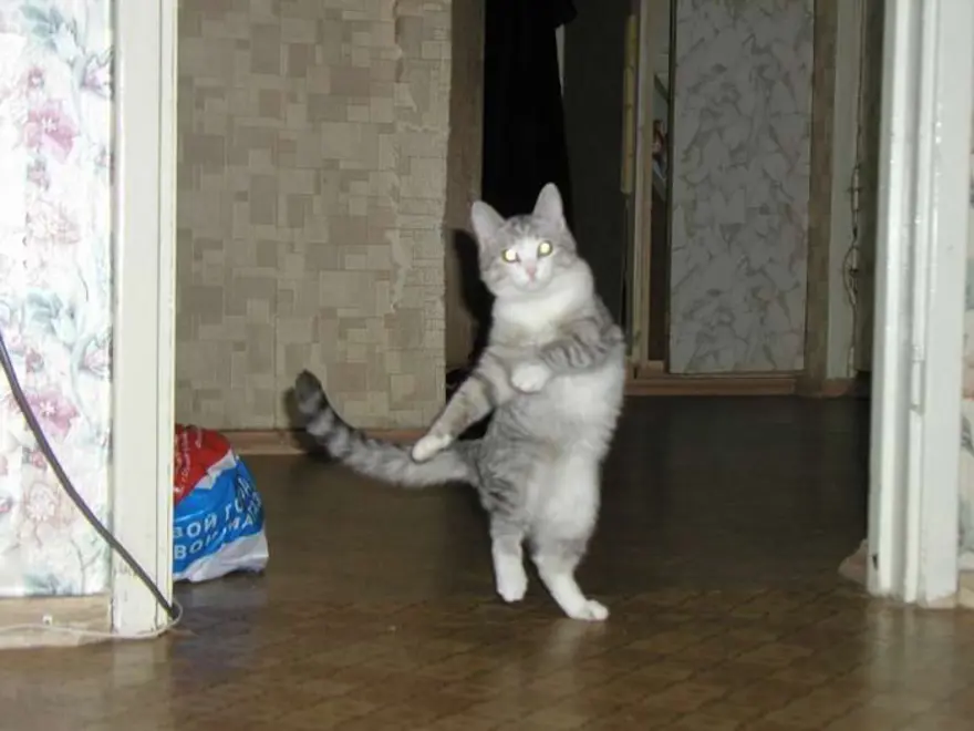 İnternetin yeni fenomenleri 24