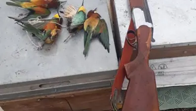 Koruma altındaki arı kuşlarını vurdu, 8 bin lira ceza uygulandı